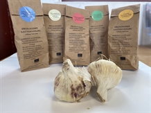 Sættehvidløg Messidor 